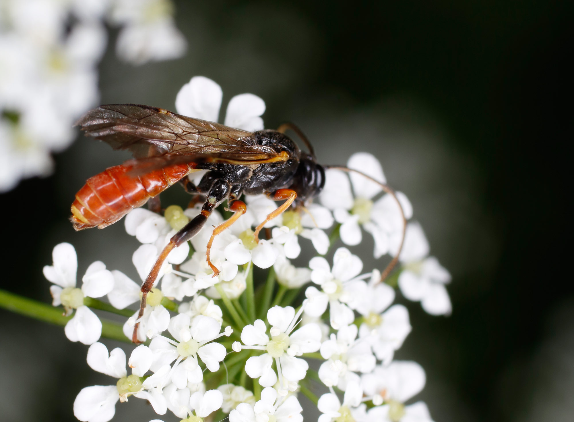 Ichneumonidae: Tryphon rutilator?